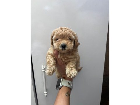 Anne maltipoo baba toy poodle