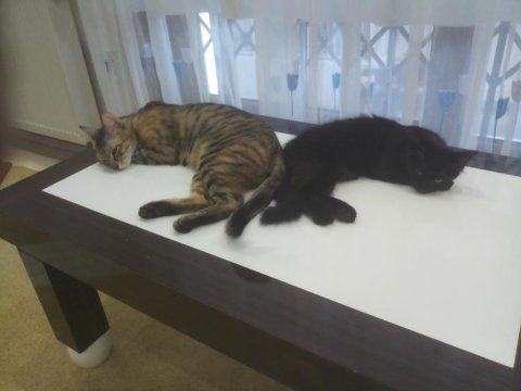 Ucretsiz sahiplendirme tekir