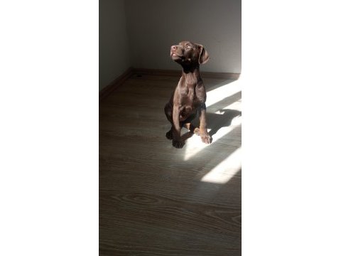Doberman kızıl yavru