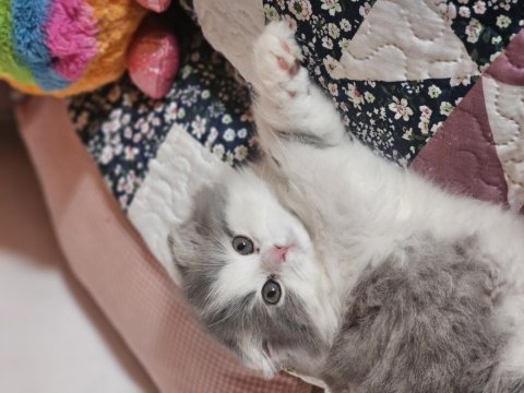 British longhair dişi yavru