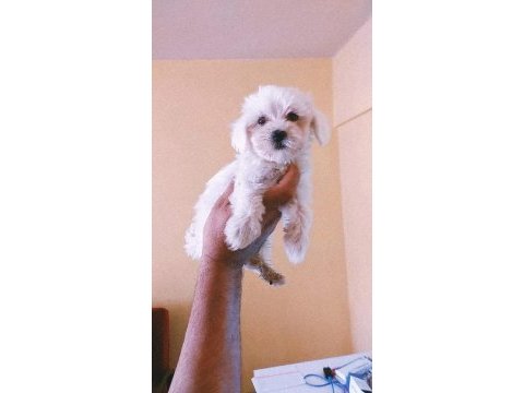 45 günlük minyatür maltese terrier bebekler