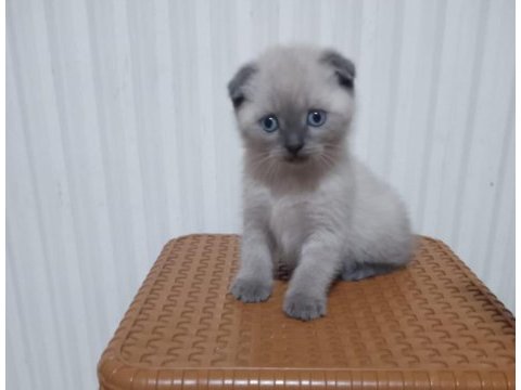 2 aylık erkek blue point safkan scottish straight yavrular