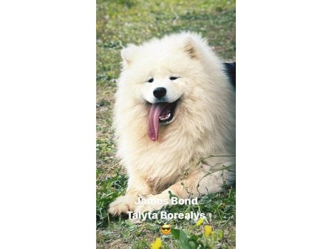 Kıf/fcı şecereli samoyed yavrular