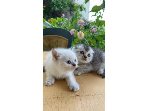 1 buçuk aylık 2 tane erkek yavru british longhair
