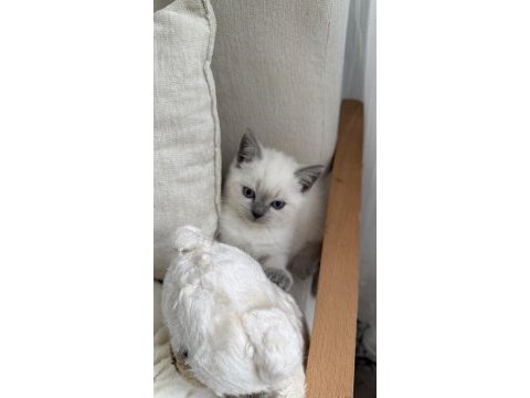 British shorthair 55 günlük erkek