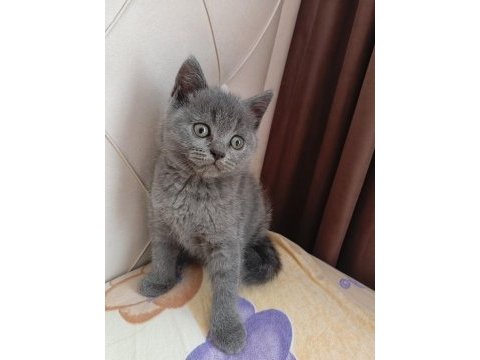 Yavru kedimi sahiplendirmek istiyorum