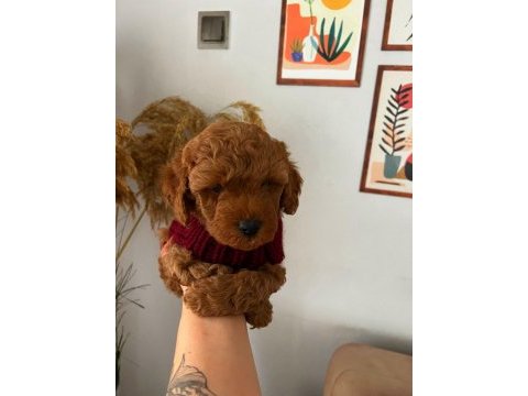 Minnacık toy boy poodle kuzularım ev doğumlu