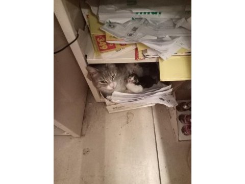 Masum anneye ve bebek kedilerine geçici ve ya kalıcı yuva