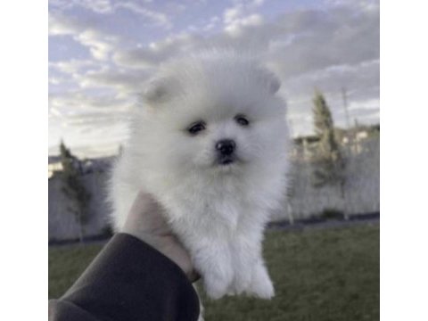Pomeranian boo beyaz