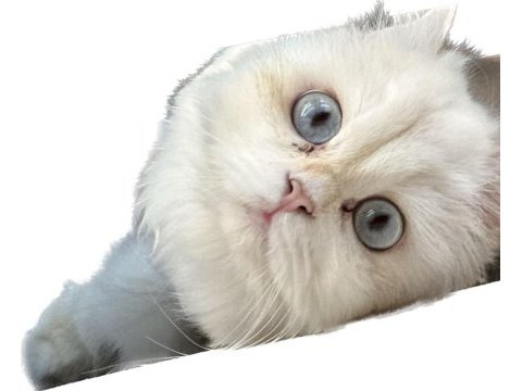 British shorthair
