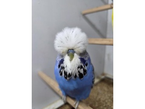 Rengarenk show jumbo muhabbet kuşları