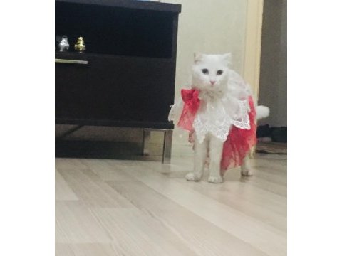 Scottish fold kedimize eş arıyoruz