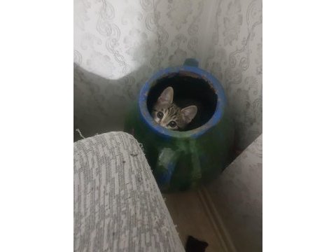 Kedim boncuk 3 aylıktır ona bakacak birini arıyorum