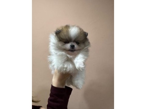 Show kalite pomeranian boo yavrularımız
