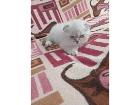 Scottish fold blue point