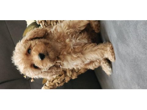 Veteriner teknikerinden sevimli toy poodle