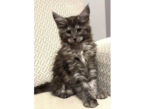 Wcf üyesi grand design catteryden black smoke maine coon
