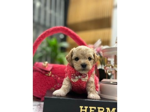 Yeni gelen maltipoo bebeklerimiz