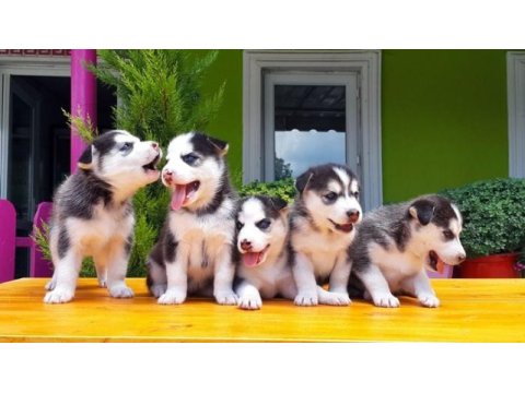 Husky sibirya kurdu