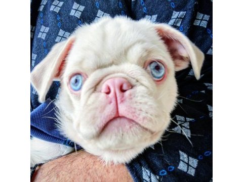 Beyaz albino 6 aylık karneli aşılı pug