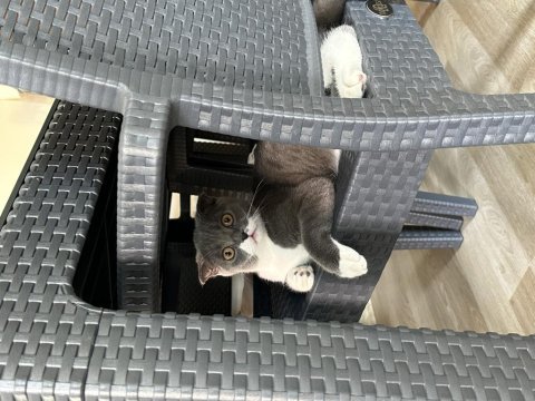 Scottish fold