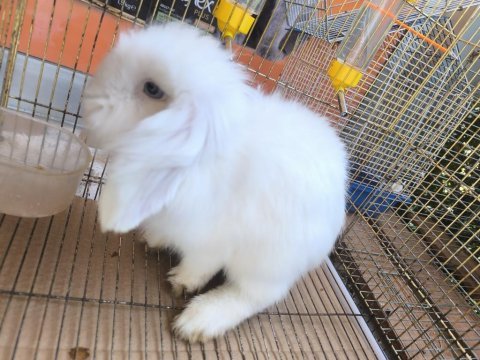 Hollanda teddy lop tavşanı dişi ve erkek