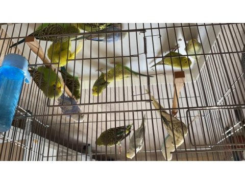 Yeni yeme inmiş iri güzel muhabbet kuşlarımız yavru