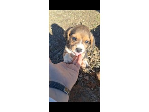 Safkan beagle yavruları