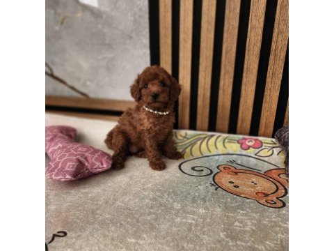 Ruhsatlı köpek çiftliğinden toypoodle yavrularımız 