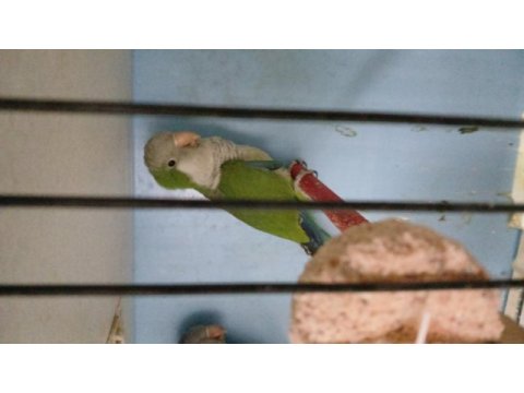 Monk papağanı takım eşler bilezikli