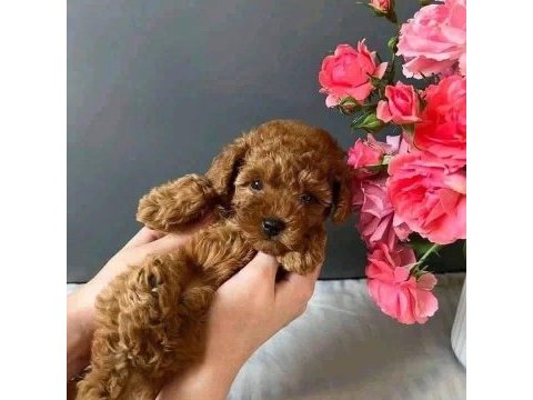 Toy poodle minik yavrular