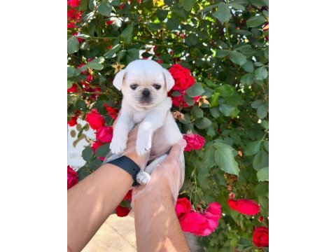 Orijinal özel renk pug mops bebekler