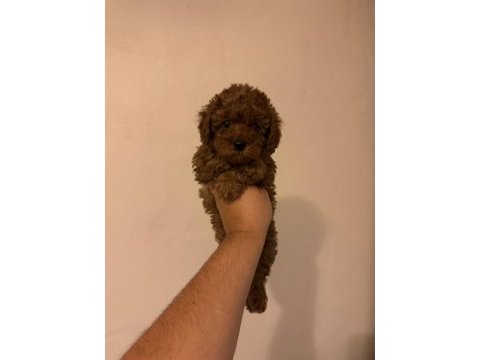 Kore kan poodle yavrularımız