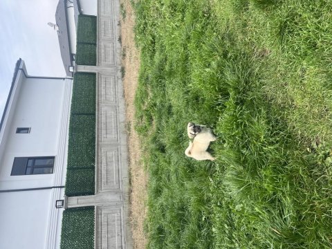 Pug mix dişi