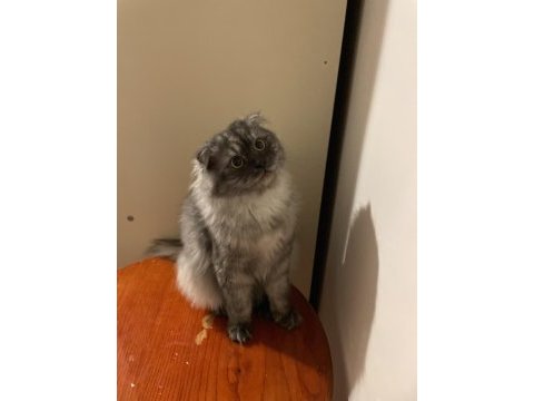 1 yaşında erkek scottish fold