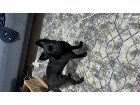 Bır yaşında pomeranian boo dişi damızlık