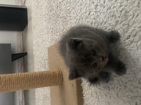 3 erkek british shorthair 13 mart doğumlu