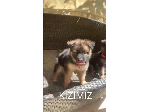 Orjinal alman çoban köpeği yavrusu