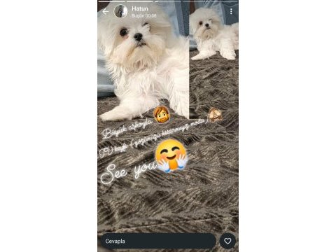 Sahiplendirilecek 4,5 aylık köpeğimiz