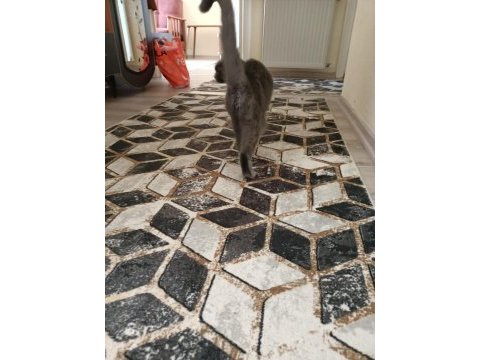 British shorthair 2 yaşında