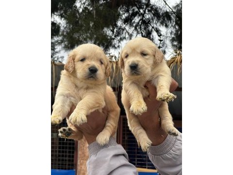 A kalitede birbirinden güzel golden retriever yavrularımız
