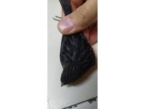 Kara elmas siyah zeytin kanarya