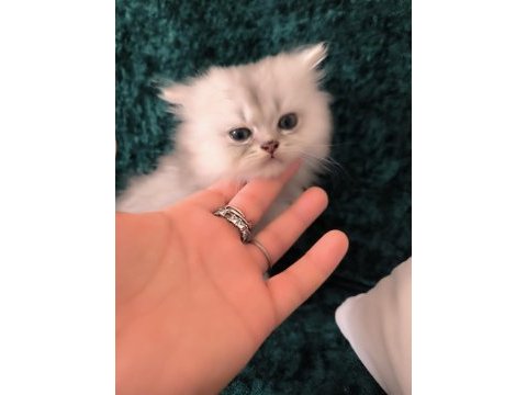 British longhair erkek yeni evini arıyor