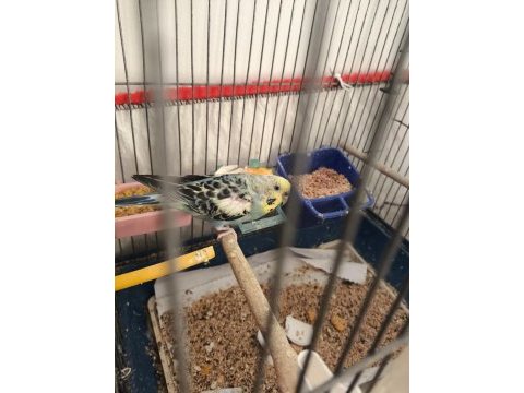 Dosta gidecek bir anne ve 3 yavrusu kuşlar