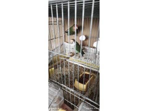 Hazır yavru alınmış mutasyon sevda papağanı