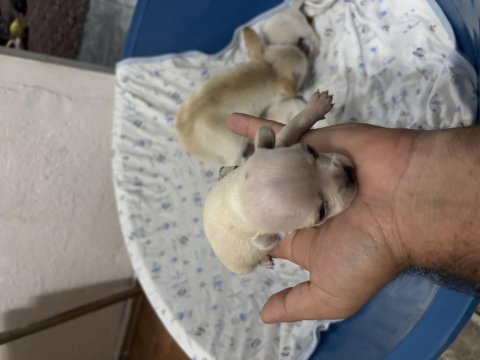 Chihuahua şivava