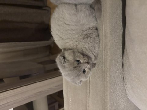 3 tane scottish fold kedimiz biri gri ikisi blue