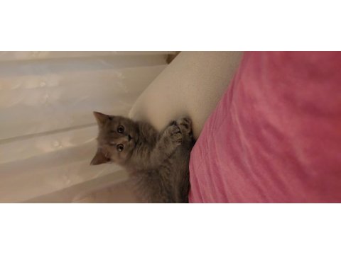 British shorthair sahiplendirme
