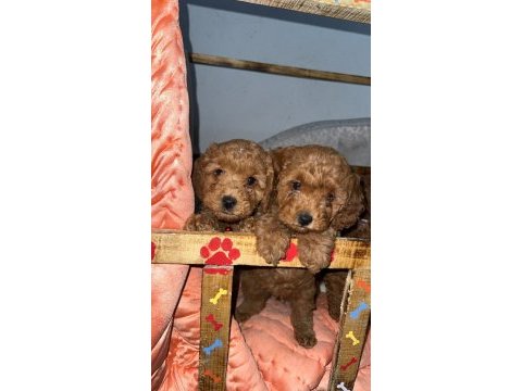 Orjinal kore minyatür toy poodle yavruları
