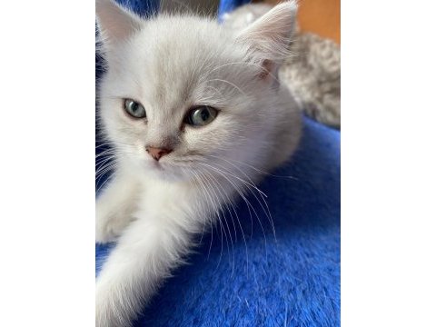 British longhair kedimiz